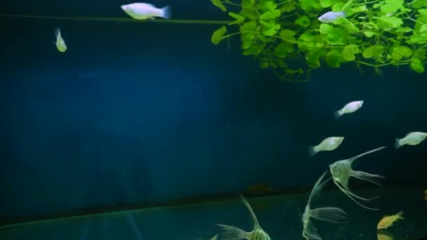 Beautiful Silver Scalar Fish Angelfish Long Tail Swims Water Aquarium — Video Stock