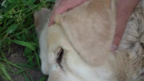 白いラブラドールのレトリバーが地面で眠る ホワイトラブラドール大人のラブラドールは 地面に寝て非常に大きいです 顔をクローズアップ 人間の手が犬の口を撫でる — ストック動画