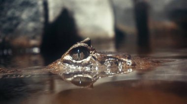 A wild animal is waiting for its prey. The eye of an aligator peeks out from the water. Close-up of the eyes of a live alligator. Crocodile, caiman. Dinosaur monster