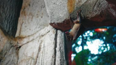 Close-up of a small horseshoe bat staring and hanging upside down on top of a cold natural stone cave. Shows his private parts. A bat cleans its paws