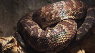 A large reticulated python crawls along the branches of a tree. 4k video. A beautiful pattern on the skin of a python that glows rainbow-like