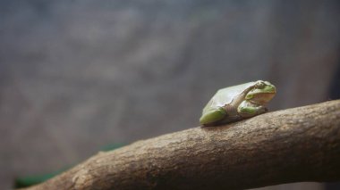 A tree frog on a branch sits on a branch in a garden in nature. Tropical animal
