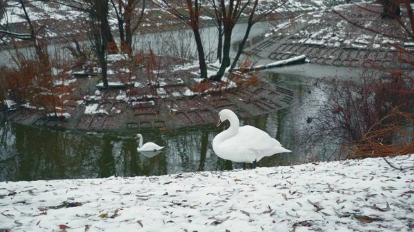 Cisne Branco Caminha Pela Neve Parque Inverno Contra Fundo Lago — Fotografia de Stock