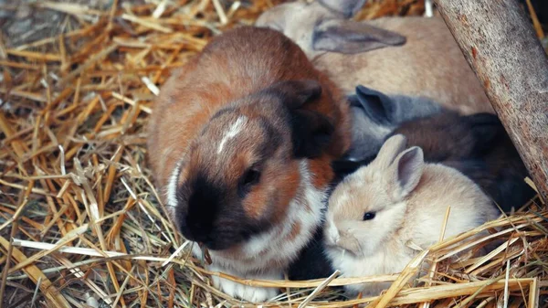Símbolo Del Nuevo Año Conejos Grandes Pequeños Negros Marrones Blancos — Foto de Stock