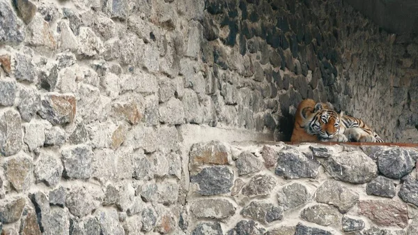 一只带条纹的黄黑色老虎躺在保护区的混凝土基座上 老虎在休息 — 图库照片