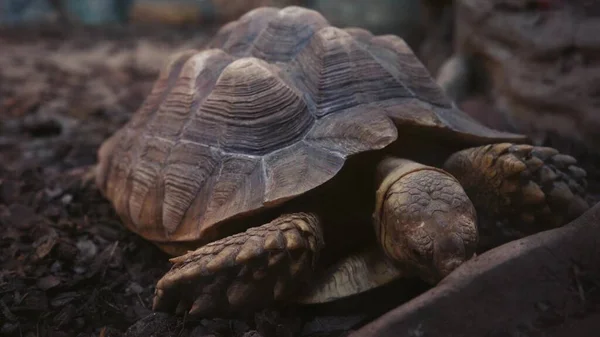 一只老乌龟朝摄像机走去 自然或动物园中的古代动物 优质4K录像 — 图库照片