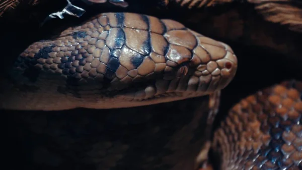Nahaufnahme Einer Python Haut Textur Kriechend Können Sie Jede Schuppe — Stockfoto
