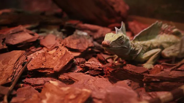 Zbliżenie Jaszczurki Kameleona Lesie Jaszczurka Poruszyła Okiem Kamera Skupia Się — Zdjęcie stockowe