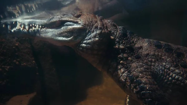 Wildlife, dangerous animal. An underwater crocodile with its head sticking out above the water is waiting for its prey. Ride the waves. Underwater video