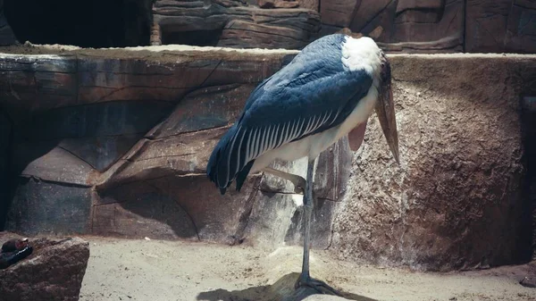 Large Gray Bird Facing Right Standing One Leg Asiatic Stork — 스톡 사진