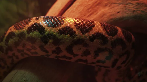 Large Reticulated Python Crawls Branches Tree Video Beautiful Pattern Skin — Zdjęcie stockowe