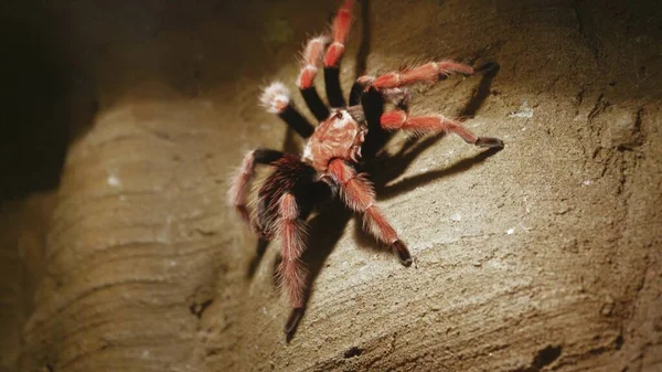 Macro Tarantula Spider Sitting Wooden Snag Waiting Prey Wild Nature — Fotografia de Stock