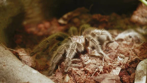 Macro Tarantula Spider Sitting Wooden Snag Waiting Prey Wild Nature — Stock Fotó
