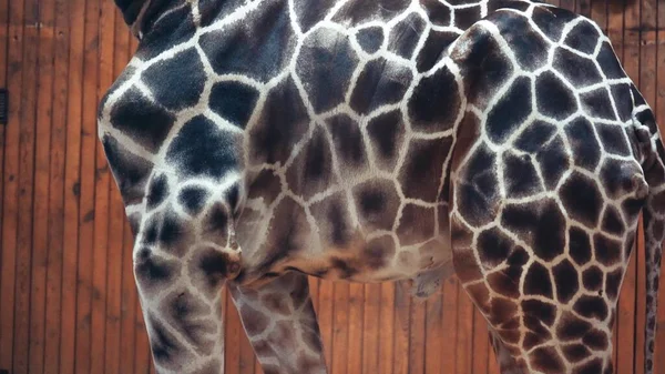 Закрыть Тело Африканского Жирафа Животная Текстура Кожи Жираф Кожа Близко — стоковое фото