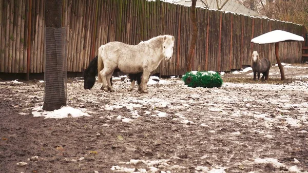 Horses Walk Paddock Frosty Winter Day Winter White Brown Horses — 图库照片