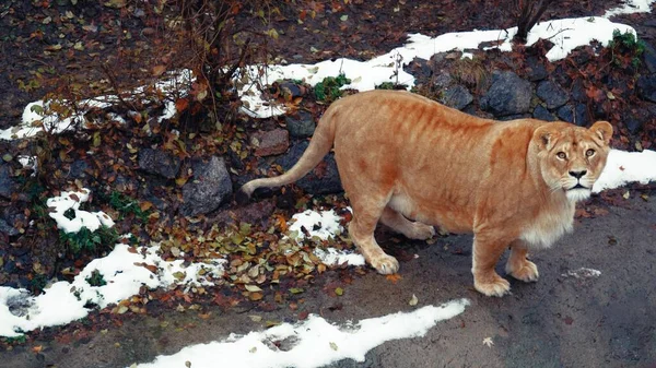 雪に覆われた保護区を歩く美しいふっくらとした赤いライオン 野生の猫がカメラを見ている 野生動物の保護 人口の保存 — ストック写真