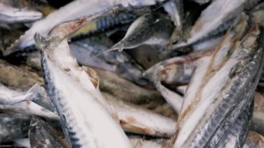 Taze çiğ somon, mersin balığı, dorado balığı ve deniz levreği balık pazarında buzla tezgahta yatıyor. Bir deniz ürünleri dükkanında açık raf. Yakın plan.