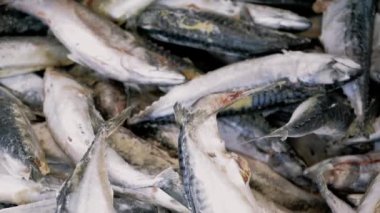 Taze çiğ somon, mersin balığı, dorado balığı ve deniz levreği balık pazarında buzla tezgahta yatıyor. Bir deniz ürünleri dükkanında açık raf. Yakın plan.