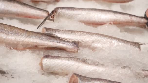 新鲜的生鲑鱼 多拉多鱼和海底鲈鱼躺在柜台上 鱼市场上的冰也在一起 在海鲜商店开货架 后续行动 — 图库视频影像
