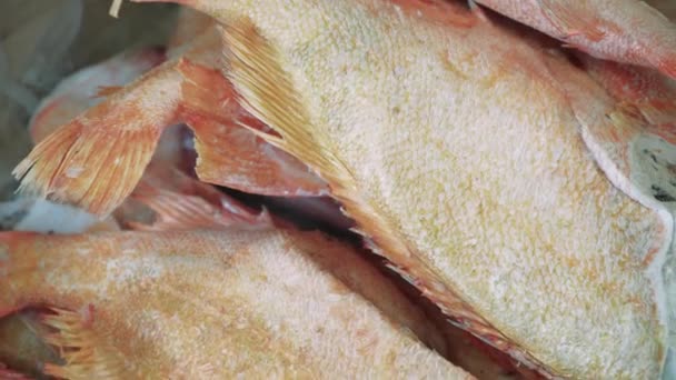 Salmone Crudo Fresco Storione Pesce Dorado Spigola Trovano Sul Bancone — Video Stock