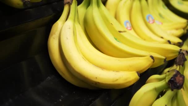 Dojrzałe Żółte Banany Wieszaku Sklepu Rolniczego Zbieranie Przechowywanie Sprzedaż Produktów — Wideo stockowe
