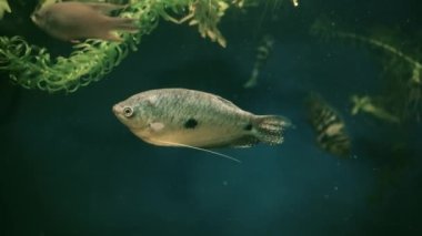 Yeşil bitkileri ve bir sürü balığı olan güzel bir tatlı su akvaryumu. Büyük bir balık sürüsü ile tatlı su akvaryumu. Güzel akvaryum manzarası. Su uzayı