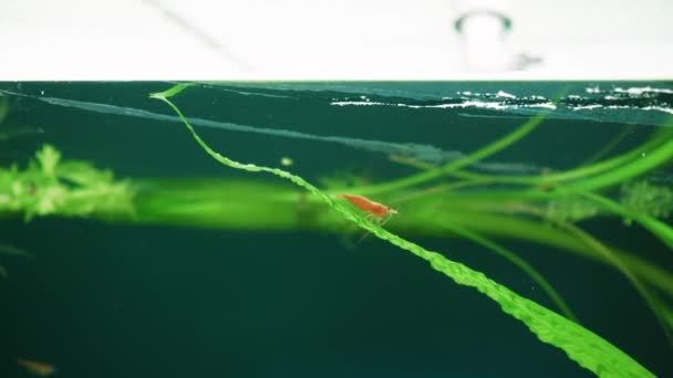 Bel Aquarium Eau Douce Avec Des Plantes Vertes Des Crevettes — Video
