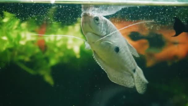 Belo Aquário Água Doce Com Plantas Verdes Muitos Peixes Aquário — Vídeo de Stock