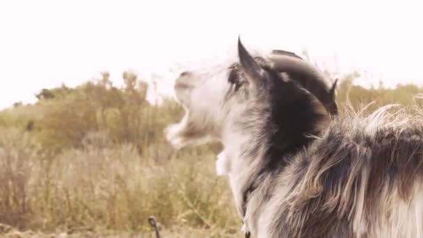 Retrato Uma Cabra Comendo Grama Campo Campo Uma Cabra Branca — Vídeo de Stock