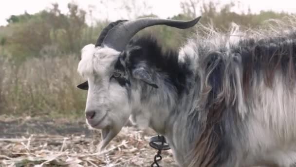 Retrato Uma Cabra Comendo Grama Campo Campo Uma Cabra Branca — Vídeo de Stock