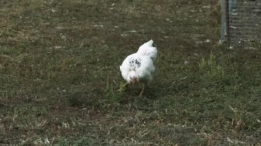 Yabani hindiler bahçedeki köyde otluyor. Evcil kuşlar dışarıda. Kümes hayvanları, sağlıklı beslenme konsepti. Ev.