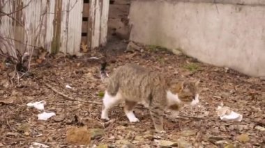 Komik bir kedi sarı çimlerin üzerinde yürür. Yeşil sarı gözlü güzel bir tekir kedi dışarıdaki çimlerin üzerinde oturuyor. Bahçede küçük gri bir kedi yavrusu yürüyor.