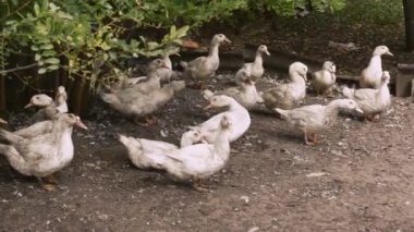 Köydeki bir çiftlikte evcil ördek. Kırsalda bir sürü beyaz ördek çiftlik avlusunda yürüyor. Et için ördek yetiştiriyorum. İş çiftçiliği konsepti. Küçük kirli bir tavukta bir grup ördek