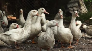 Köydeki bir çiftlikte evcil ördek. Kırsalda bir sürü beyaz ördek çiftlik avlusunda yürüyor. Et için ördek yetiştiriyorum. İş çiftçiliği konsepti. Küçük kirli bir tavukta bir grup ördek