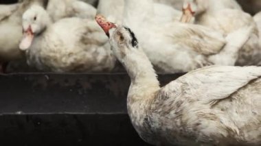 Köydeki bir çiftlikte evcil ördek. Kırsalda bir sürü beyaz ördek çiftlik avlusunda yürüyor. Et için ördek yetiştiriyorum. İş çiftçiliği konsepti. Küçük kirli bir tavukta bir grup ördek