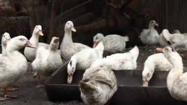 Köydeki bir çiftlikte evcil ördek. Kırsalda bir sürü beyaz ördek çiftlik avlusunda yürüyor. Et için ördek yetiştiriyorum. İş çiftçiliği konsepti. Küçük kirli bir tavukta bir grup ördek