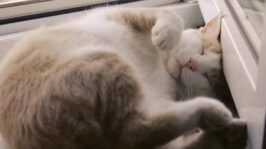 Kedi pencere eşiğinde uyuyan mutlu bir aile. Kırmızı kedi güneşin altında uyuyor, sevimli bir video. Yavru kedi yaşam tarzı evcil hayvan ailesi üyesi