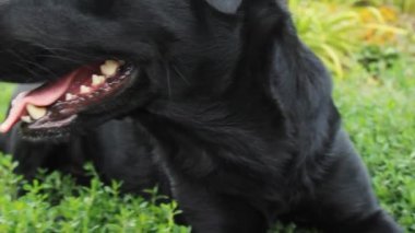 Yukarı bakan bir Labrador köpeğinin namlusuna yakın plan. Şirin siyah bir köpek sahibinden emir bekliyor ya da yemek yemek üzere. Köpek insanın en iyi dostudur.