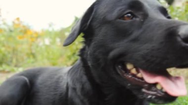 Yukarı bakan bir Labrador köpeğinin namlusuna yakın plan. Şirin siyah bir köpek sahibinden emir bekliyor ya da yemek yemek üzere. Köpek insanın en iyi dostudur.