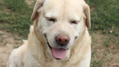 Labrador köpeğinin yukarı bakan ağızlığının yakın görüntüsü. Şirin kum renkli köpek sahibinden emir bekliyor ya da yemek üzere. Köpek insanın en iyi dostudur.