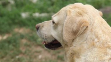 Labrador köpeğinin yukarı bakan ağızlığının yakın görüntüsü. Şirin kum renkli köpek sahibinden emir bekliyor ya da yemek üzere. Köpek insanın en iyi dostudur.