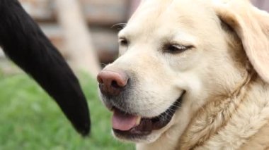 Labrador köpeğinin yukarı bakan ağızlığının yakın görüntüsü. Şirin kum renkli köpek sahibinden emir bekliyor ya da yemek üzere. Köpek insanın en iyi dostudur.