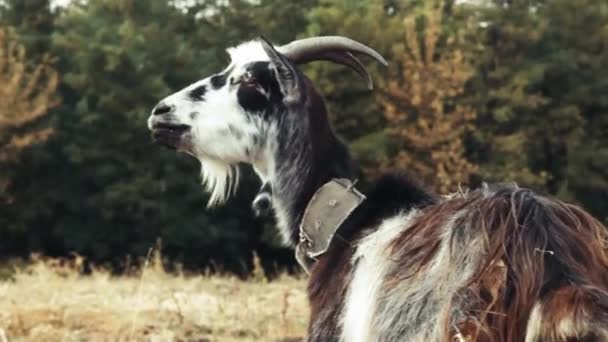 Portret Kozy Jedzącej Trawę Polu Wsi Zabawny Biało Czarny Kozioł — Wideo stockowe
