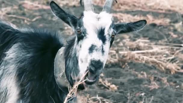 Kırsaldaki Bir Tarlada Yiyen Bir Keçinin Portresi Komik Bir Beyaz — Stok video