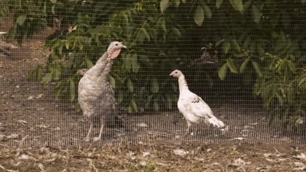 庭の村で野生の七面鳥の放牧 国内の鳥だ 鶏の肉 健康的な食事の概念 — ストック動画