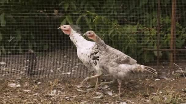 Divocí Krocani Pasou Vesnici Zahradě Domácí Ptáci Venku Drůbeží Maso — Stock video