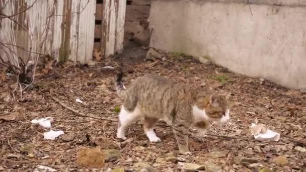 재미있는 고양이 마리가 초록색 아름다운 탁트인 고양이 풀밭에 고양이 마리가 — 비디오