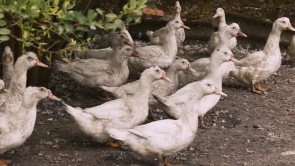 Bebek Domestik Sebuah Peternakan Desa Banyak Bebek Putih Berjalan Sekitar — Stok Video