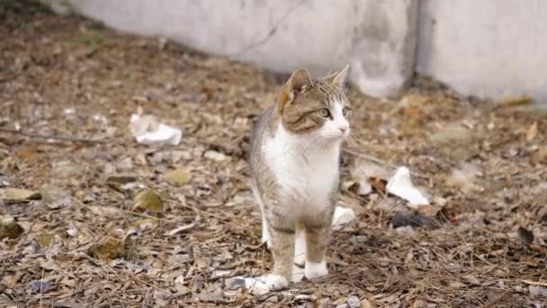 Funny Cat Walks Outdoors Yellow Grass Beautiful Tabby Cat Green — Stock Video