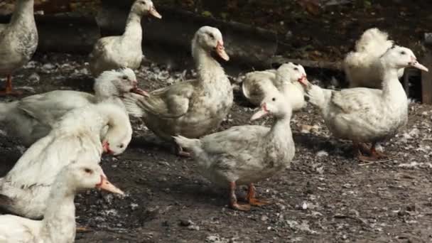 村里的一个农场里有一只家鸭 许多白色的鸭子在乡间的农场院子里散步 喂鸭喂肉 商业耕作概念 一群鸭子在一只肮脏的小鸡里 — 图库视频影像